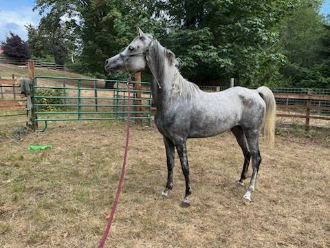 Enlarge Jasmine, a Adoptable Arabian in Quilcene, WA image 5/5
