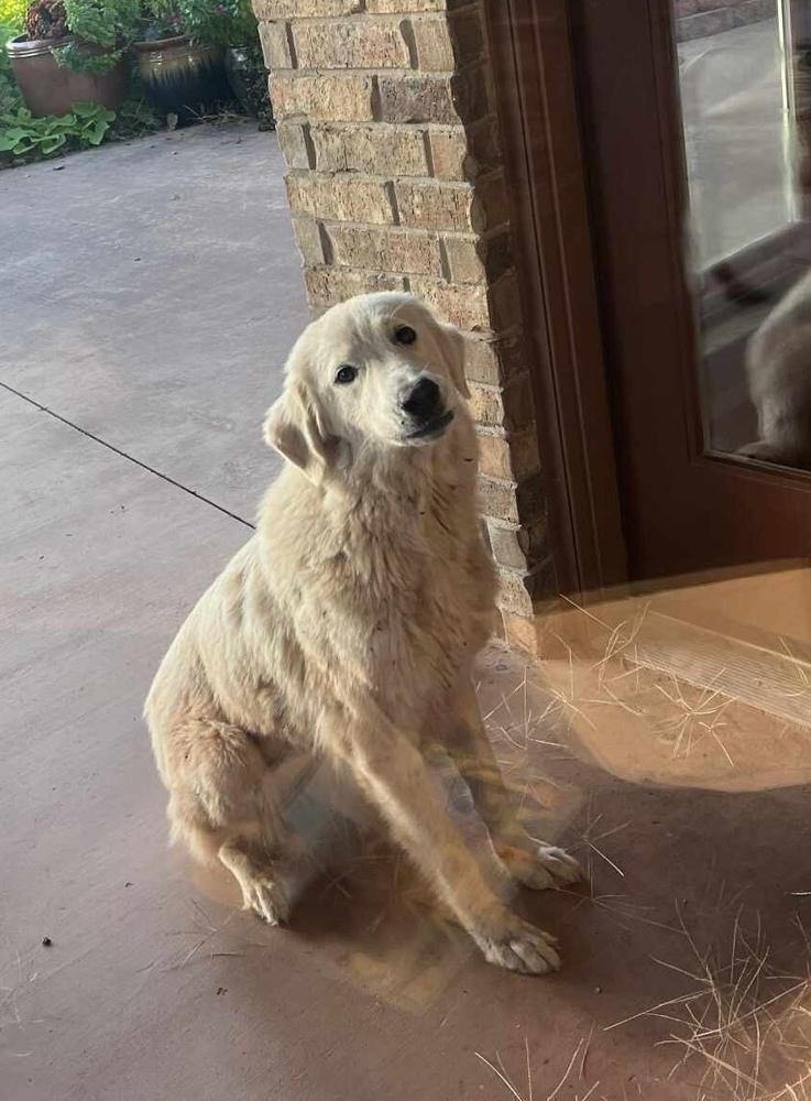 Enlarge Charmin, a Adoptable mixed breed in Deerfield, WI image 2/3