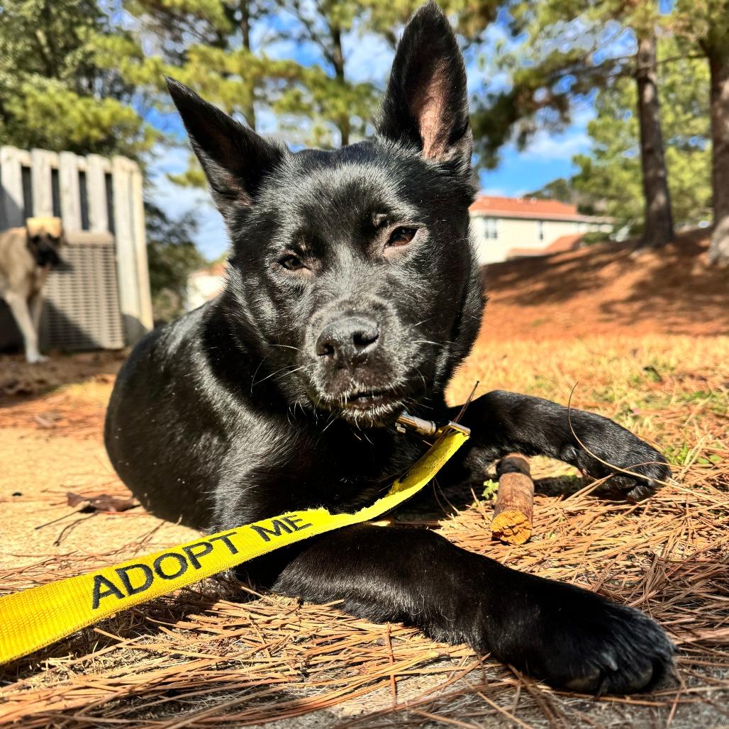 Razz, Adoptable, Adult Male German Shepherd Dog.