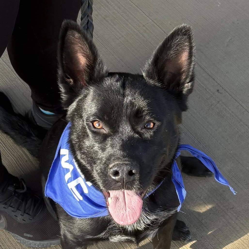 Razz, Adoptable, Adult Male German Shepherd Dog.