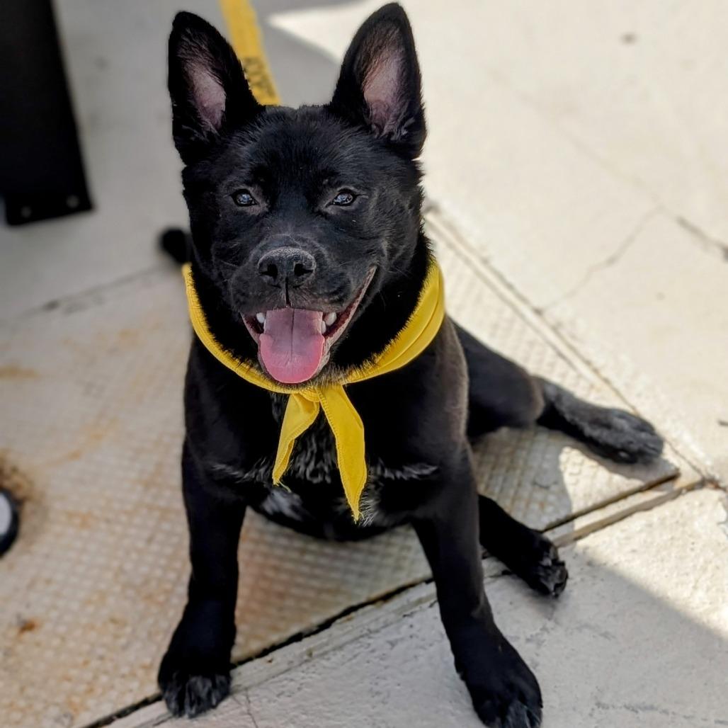 Enlarge Razz, a Adoptable German Shepherd Dog in Raleigh, NC image 2/6