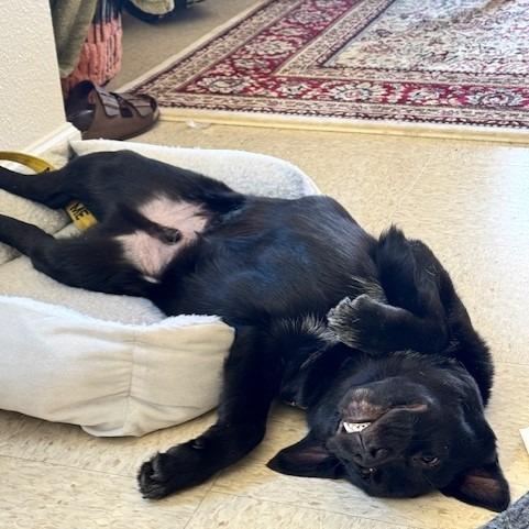 Enlarge Razz, a Adoptable German Shepherd Dog in Raleigh, NC image 3/6