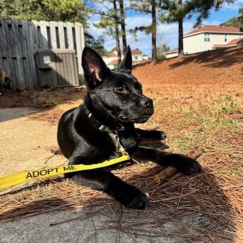 Enlarge Razz, a Adoptable German Shepherd Dog in Raleigh, NC image 4/6