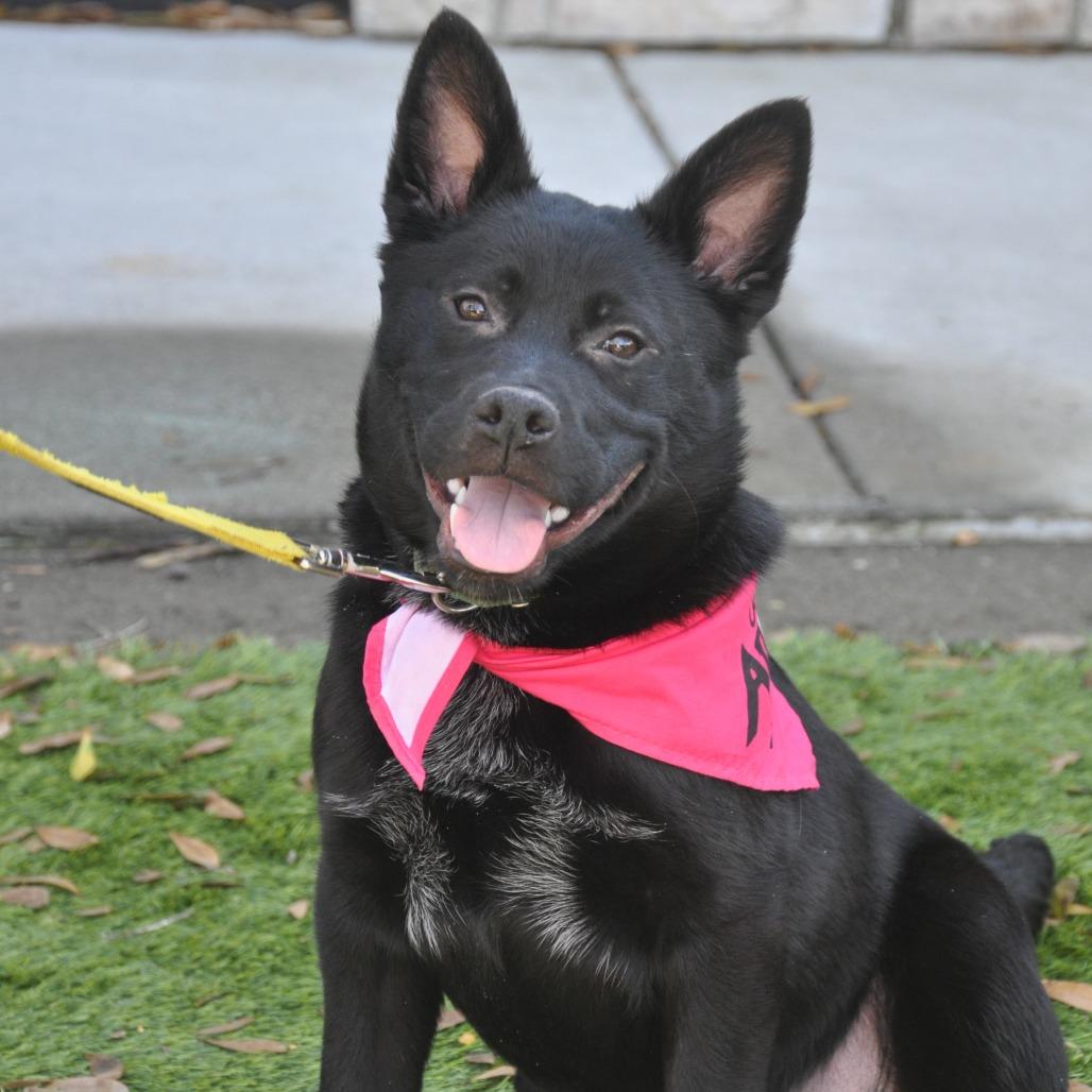 Razz, a Adoptable German Shepherd Dog in Raleigh, NC image 3/5