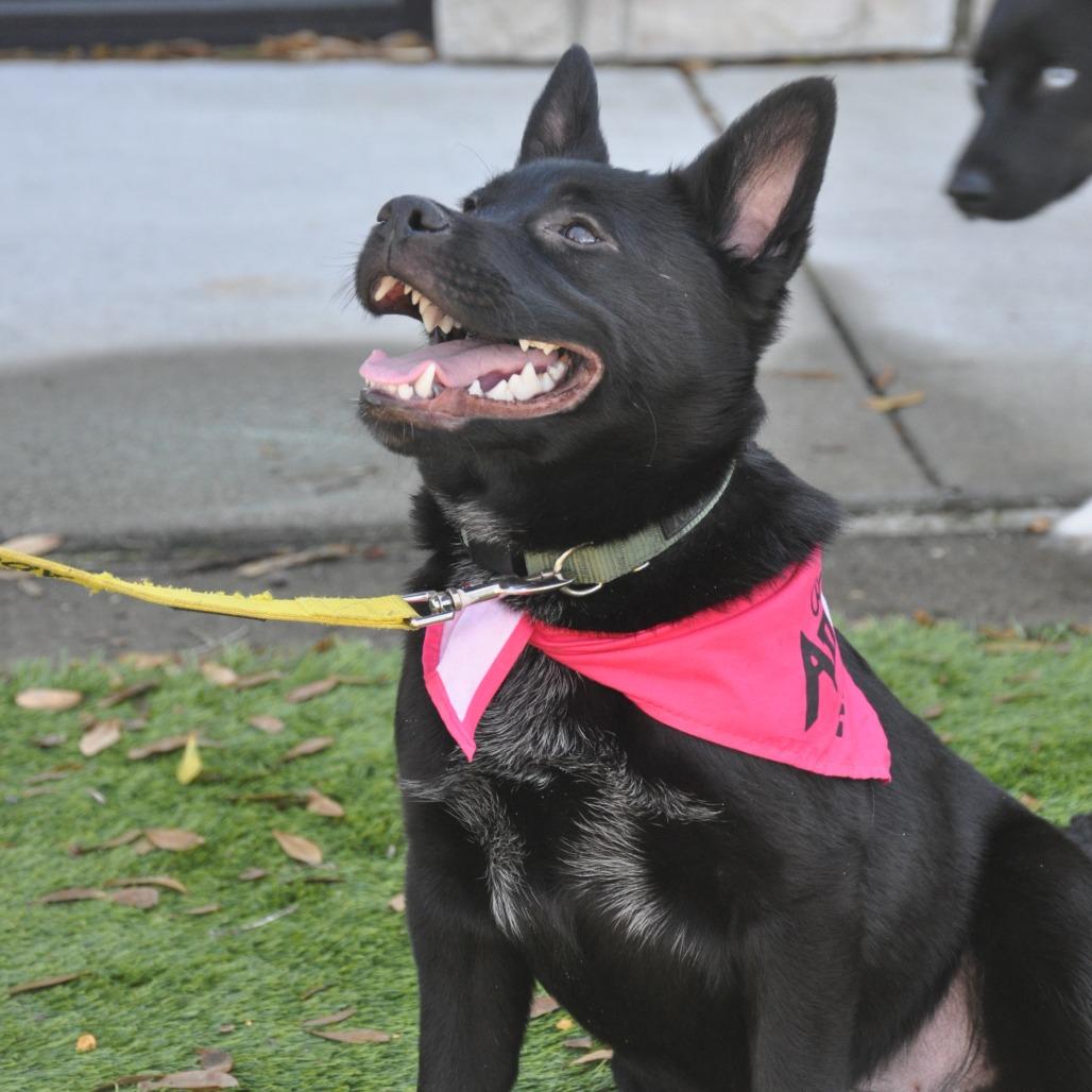 Razz, a Adoptable German Shepherd Dog in Raleigh, NC image 4/5