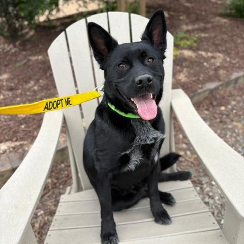 Razz, a Adoptable German Shepherd Dog in Raleigh, NC image 5/5