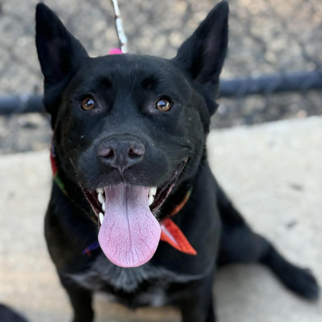 Razz, a Adoptable German Shepherd Dog in Raleigh, NC image 5/5