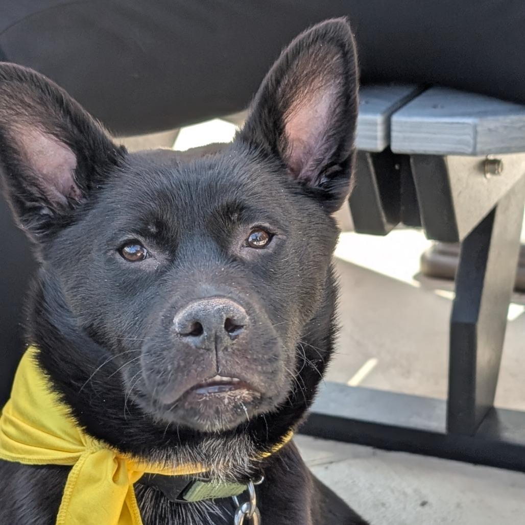 Enlarge Razz, a Adoptable German Shepherd Dog in Raleigh, NC image 5/6