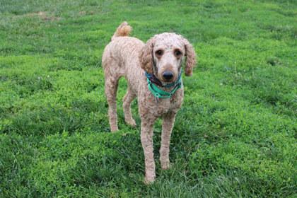 Asher, Adoptable, Adult Male Standard Poodle & Mixed Breed.