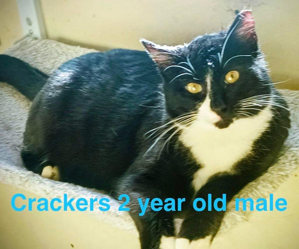 Cracker, Adopted, Young Male Domestic Short Hair.
