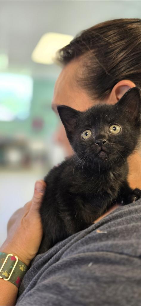 Coco, Adoptable, Kitten Female Domestic Short Hair.