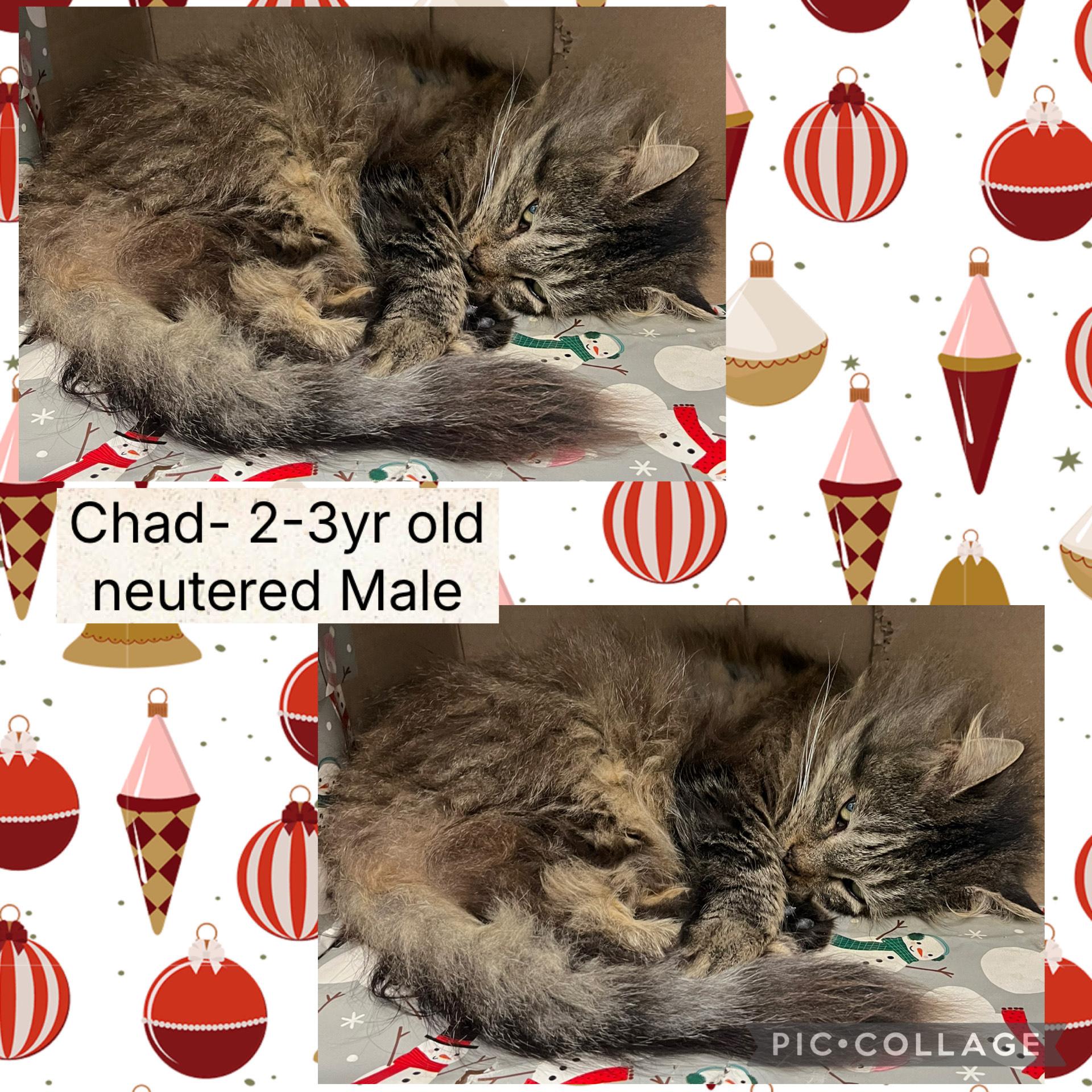 Enlarge Chad, a ADOPTABLE Domestic Long Hair in Bryan, OH image 1/1