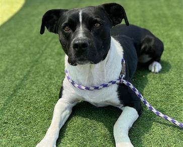 Enlarge ZARRAH, a Adoptable Pit Bull Terrier in Palo Alto, CA image 1/1