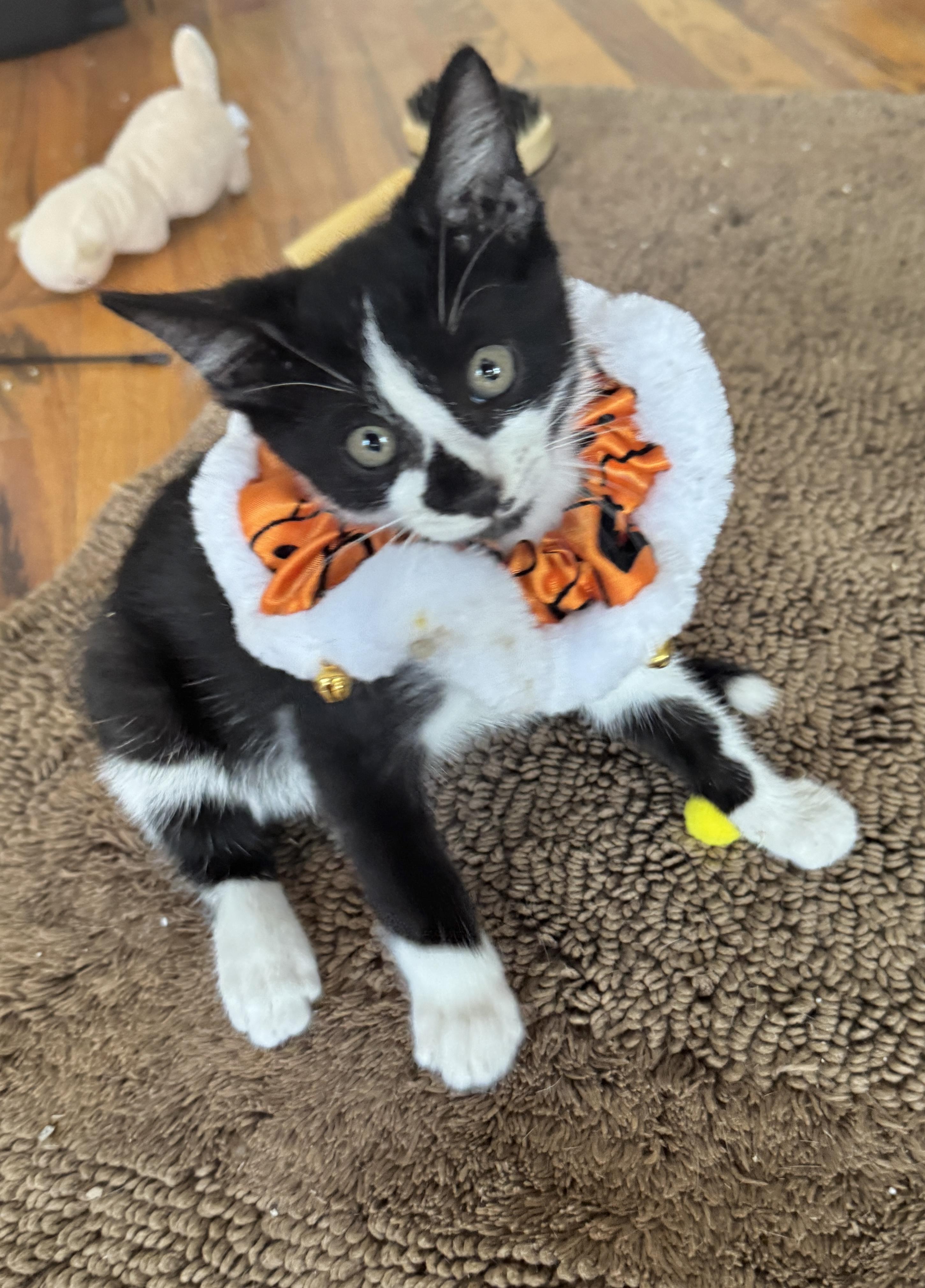 Xavier (the Merrymaker), a Adoptable Domestic Short Hair in Houston, TX image 1/6