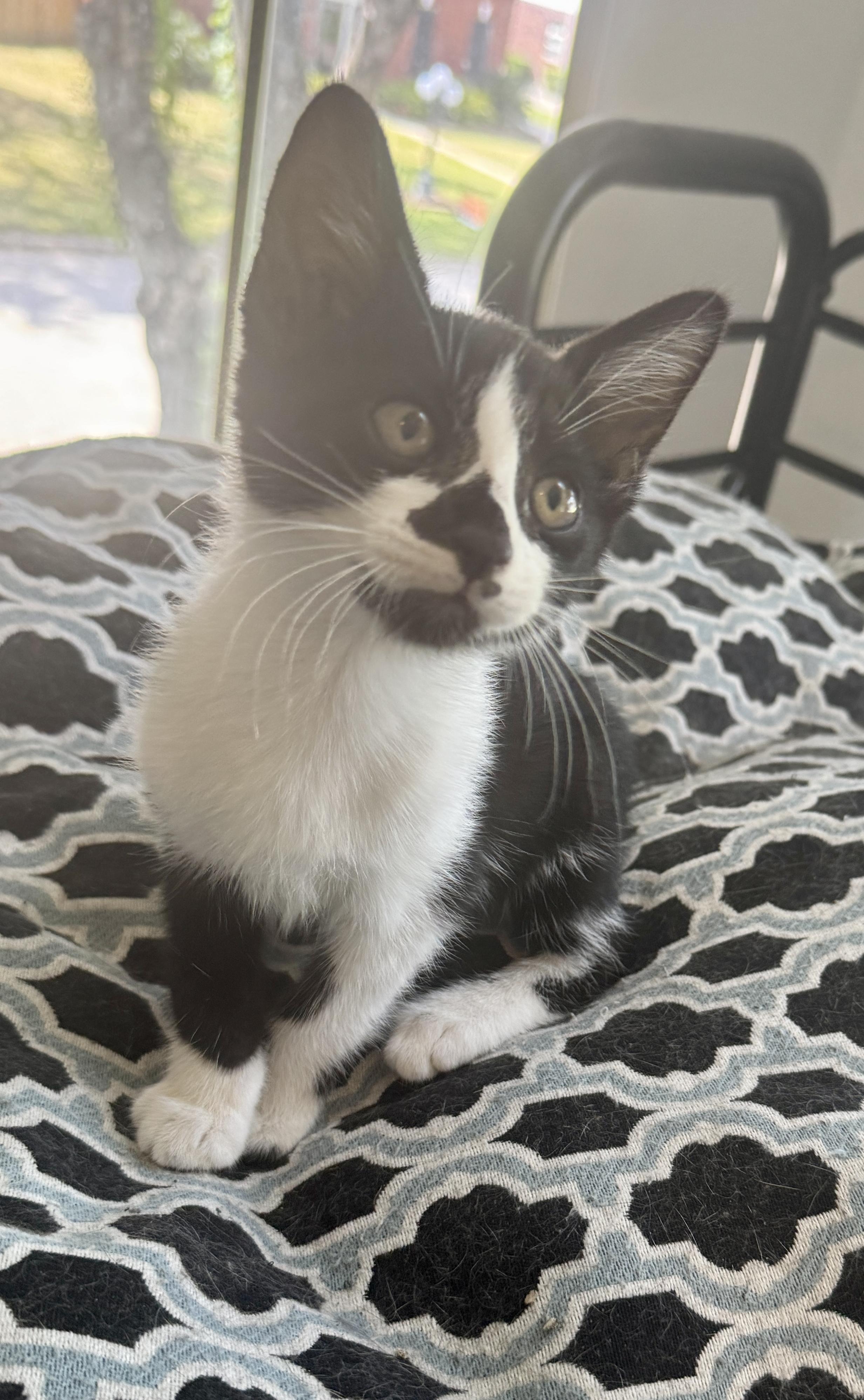 Xavier (the Merrymaker), a Adoptable Domestic Short Hair in Houston, TX image 4/6