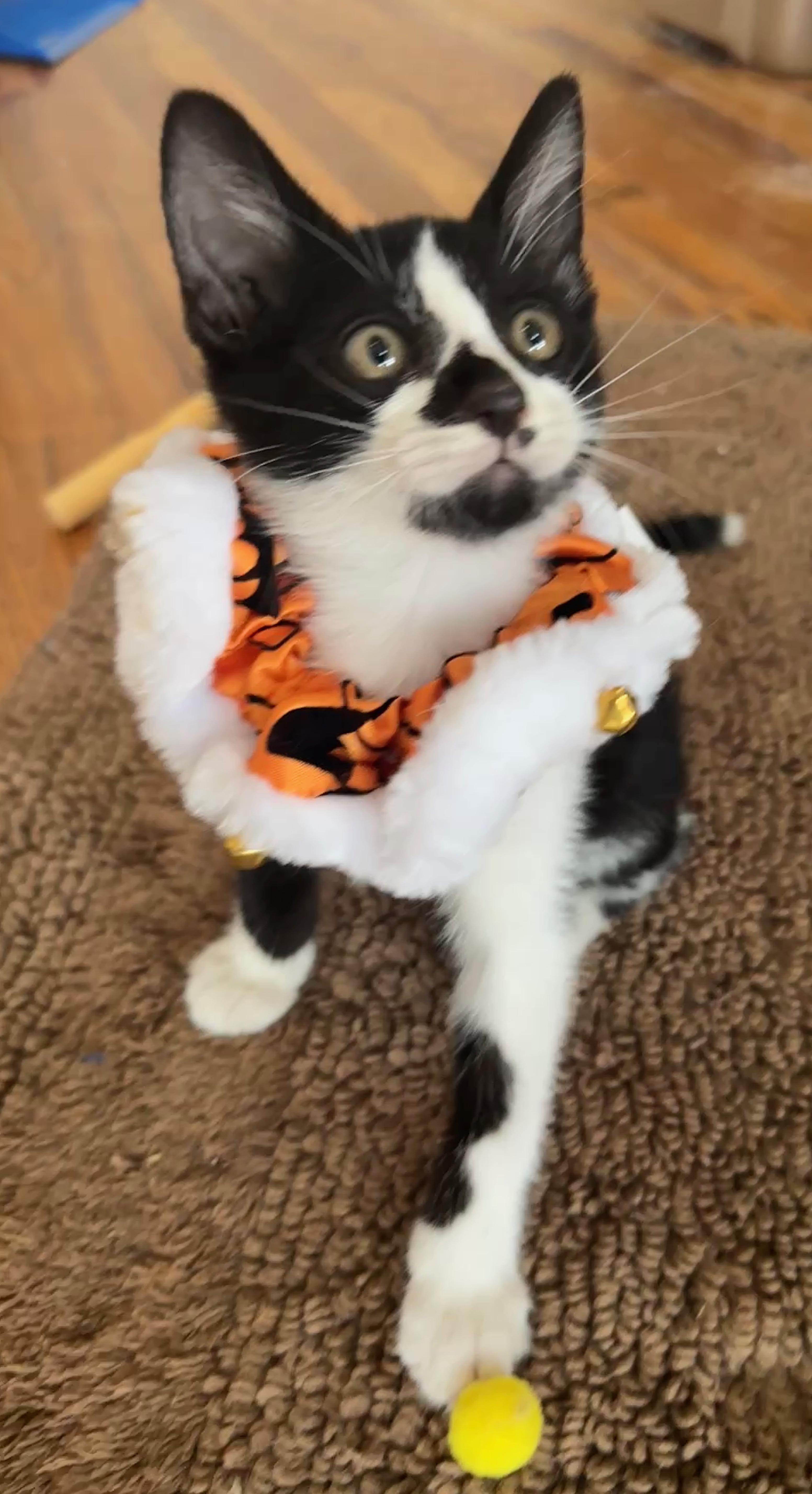 Xavier (the Merrymaker), a Adoptable Domestic Short Hair in Houston, TX image 2/6