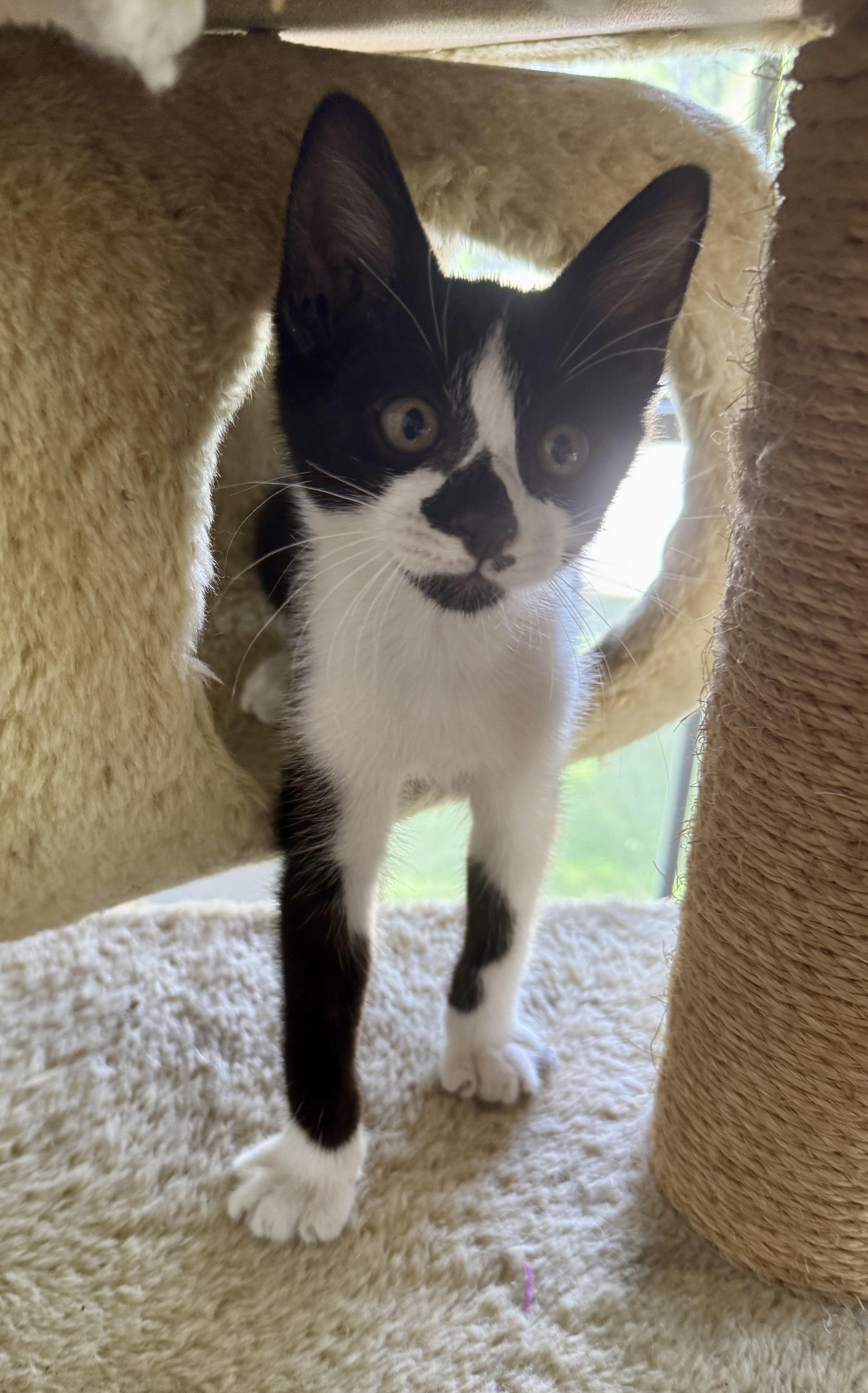 Xavier (the Merrymaker), a Adoptable Domestic Short Hair in Houston, TX image 5/6