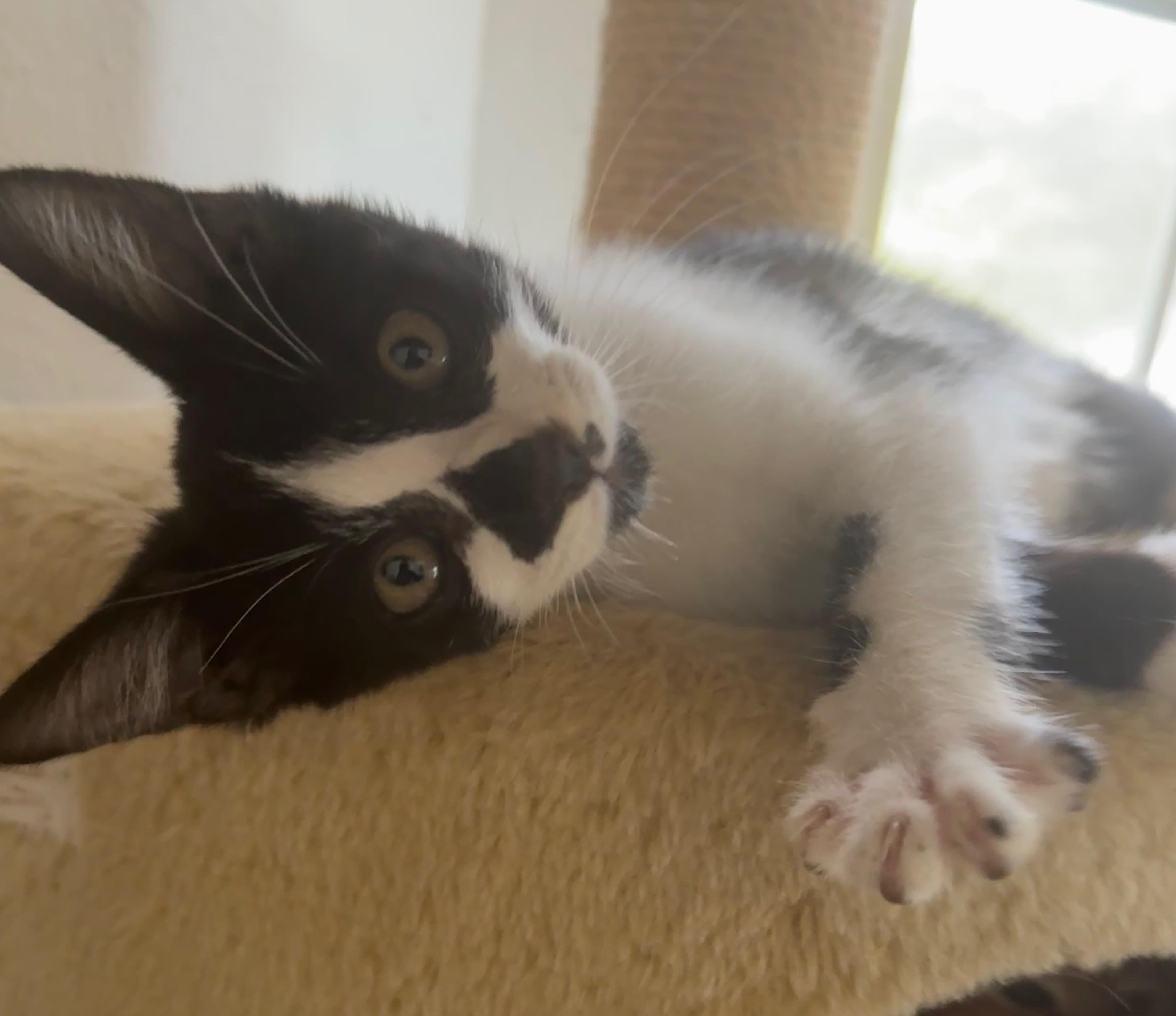 Xavier (the Merrymaker), a Adoptable Domestic Short Hair in Houston, TX image 3/6