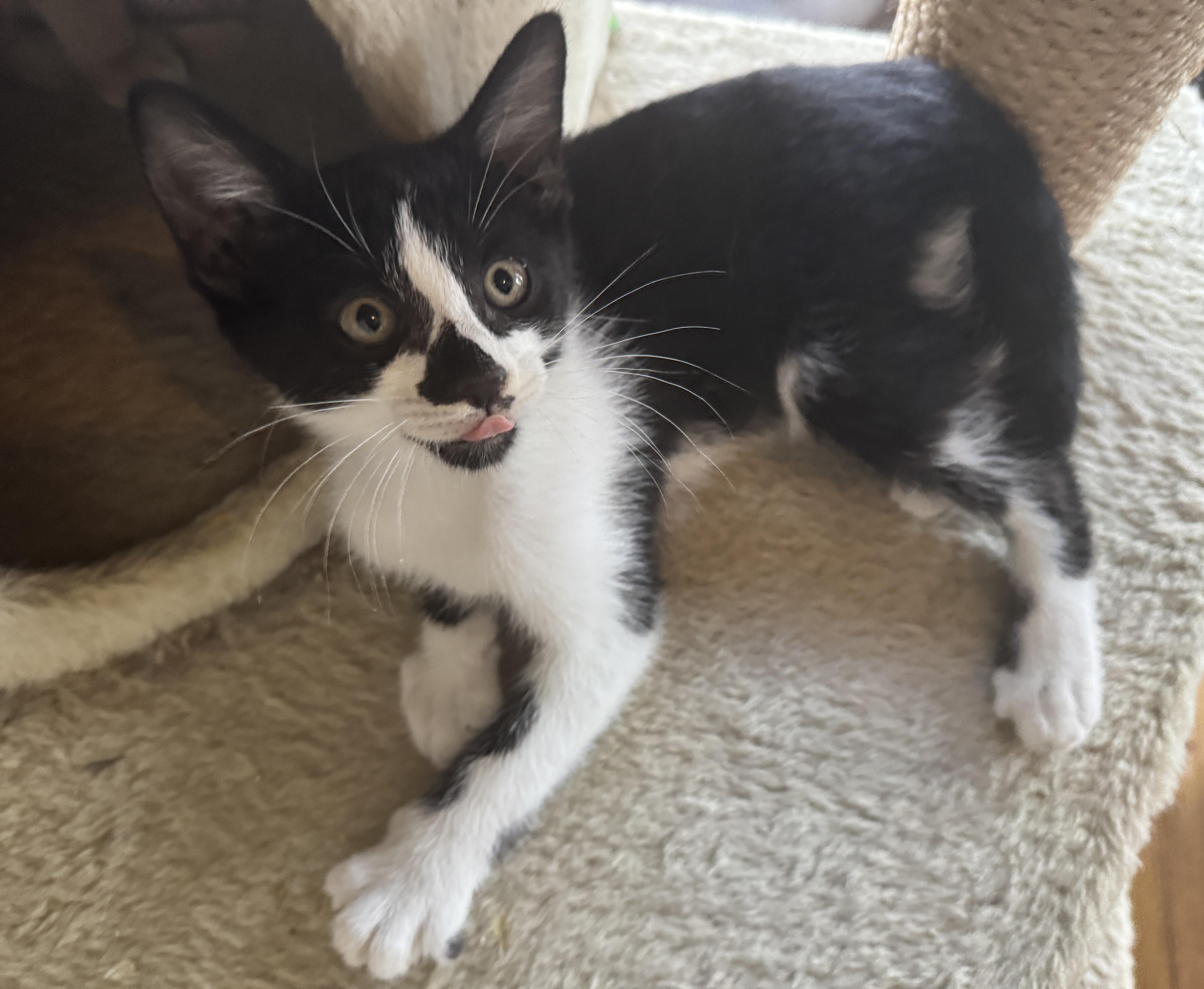 Xavier (the Merrymaker), a Adoptable Domestic Short Hair in Houston, TX image 6/6