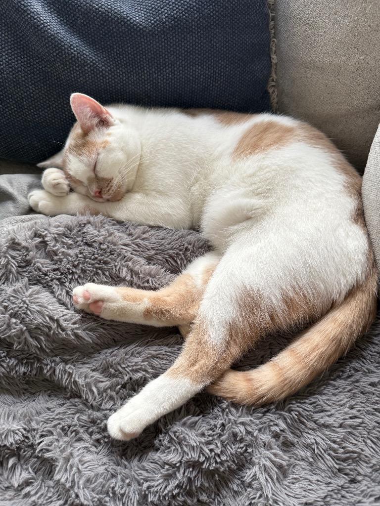 Enlarge Charlie, a Adoptable mixed breed in Shorewood, IL image 2/3