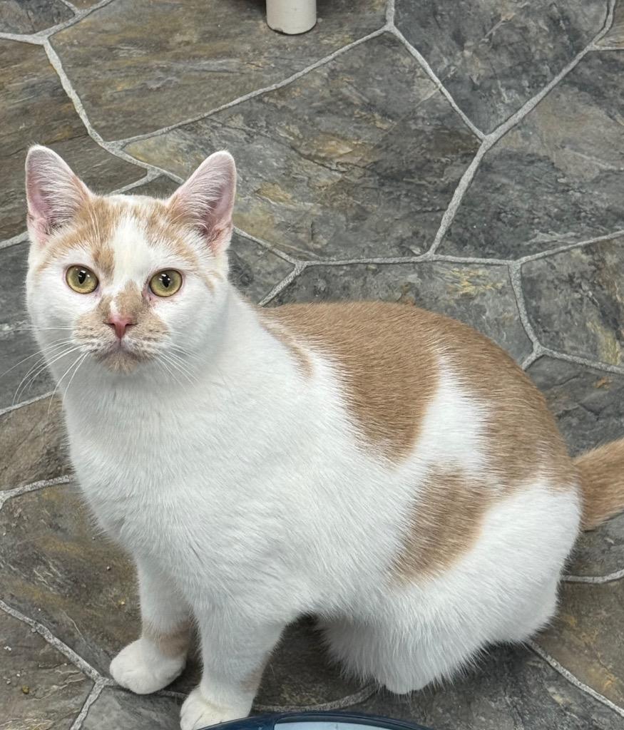 Enlarge Charlie, a Adoptable mixed breed in Shorewood, IL image 3/3