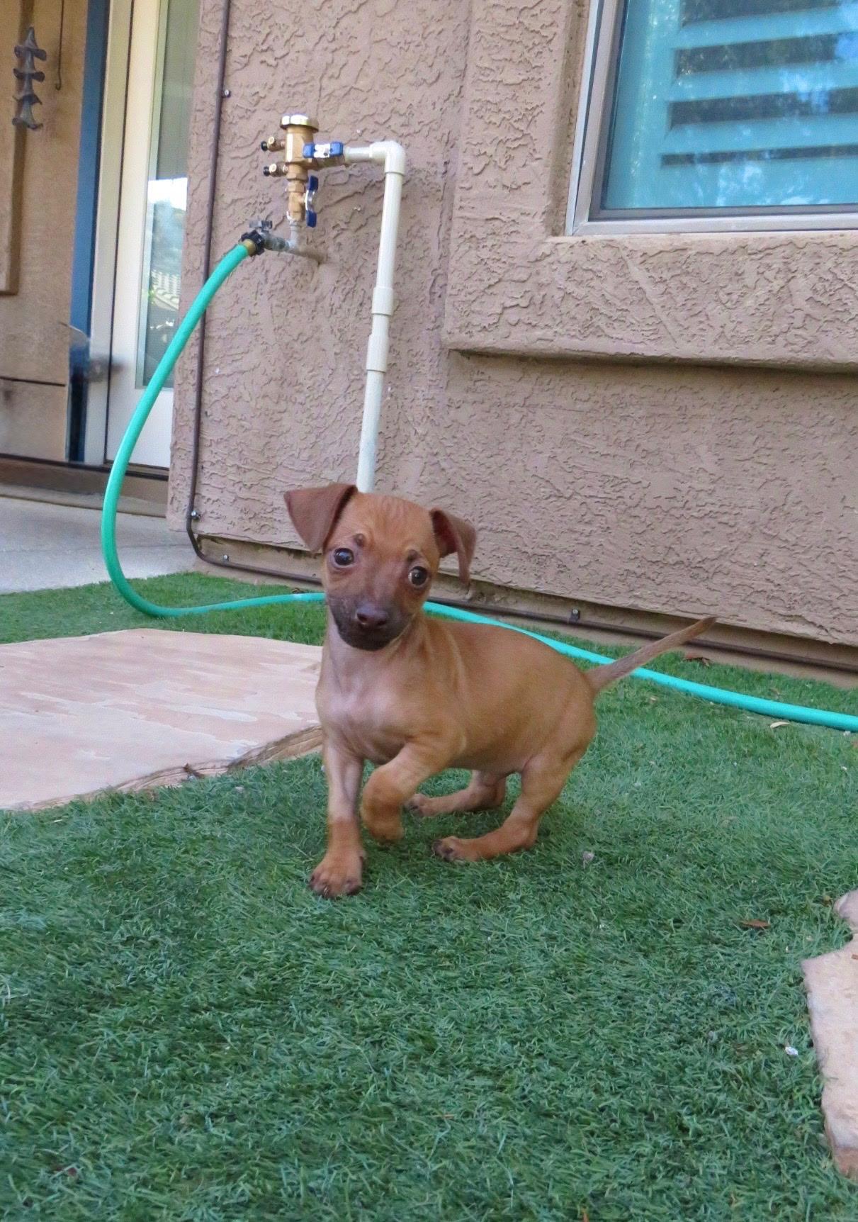 Enlarge Papi, an adopted mixed breed in Peoria, AZ image 6/6