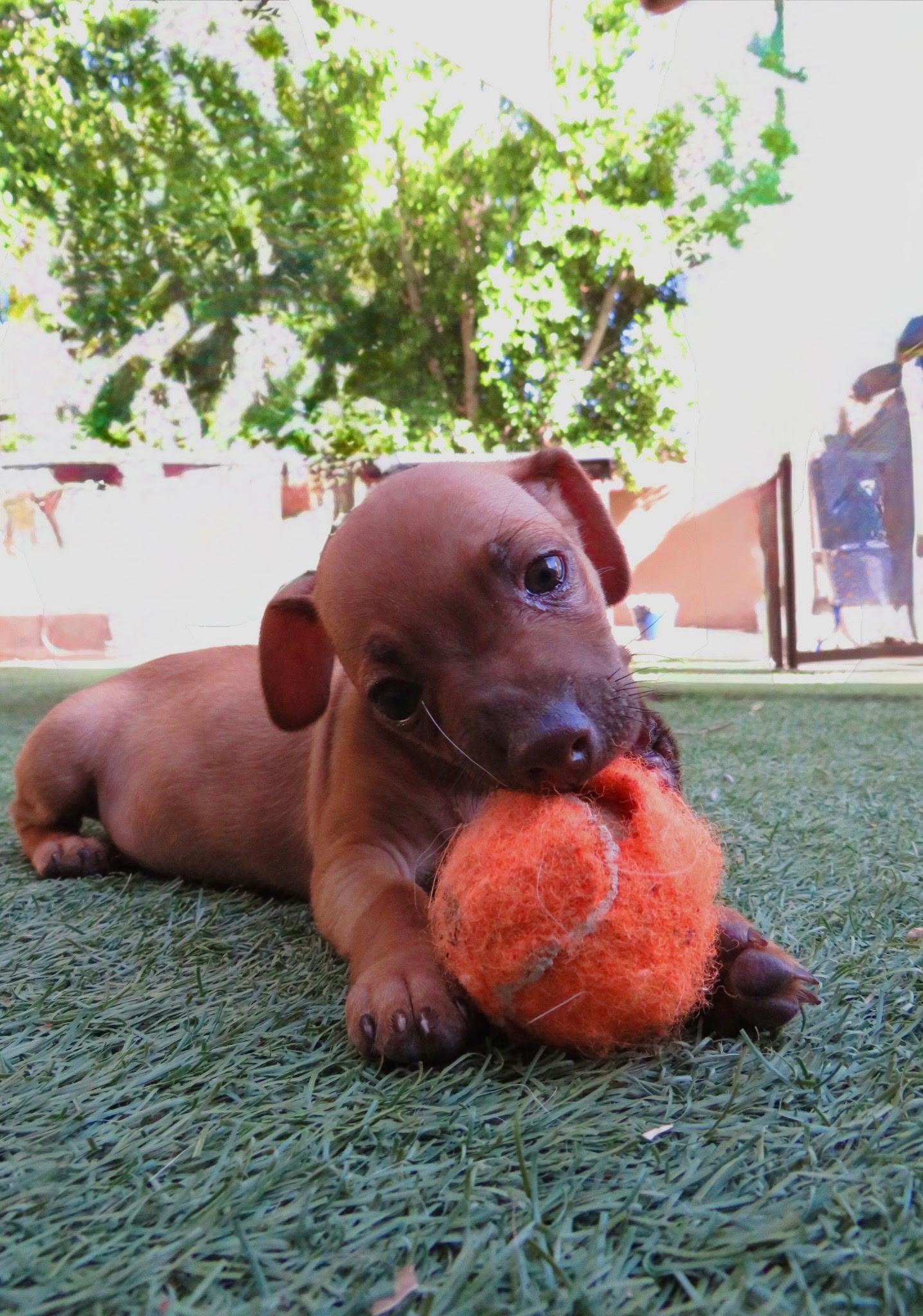 Enlarge Papi, an adopted mixed breed in Peoria, AZ image 5/6