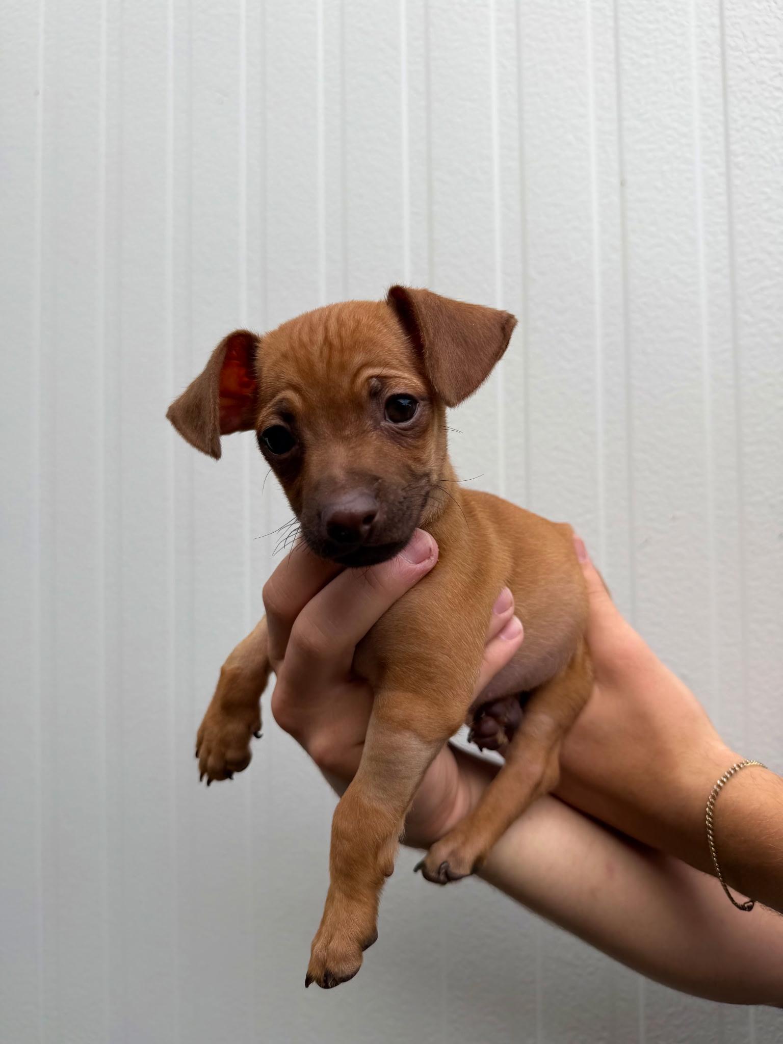 Papi, adopted, Young Male Dachshund & Chihuahua.