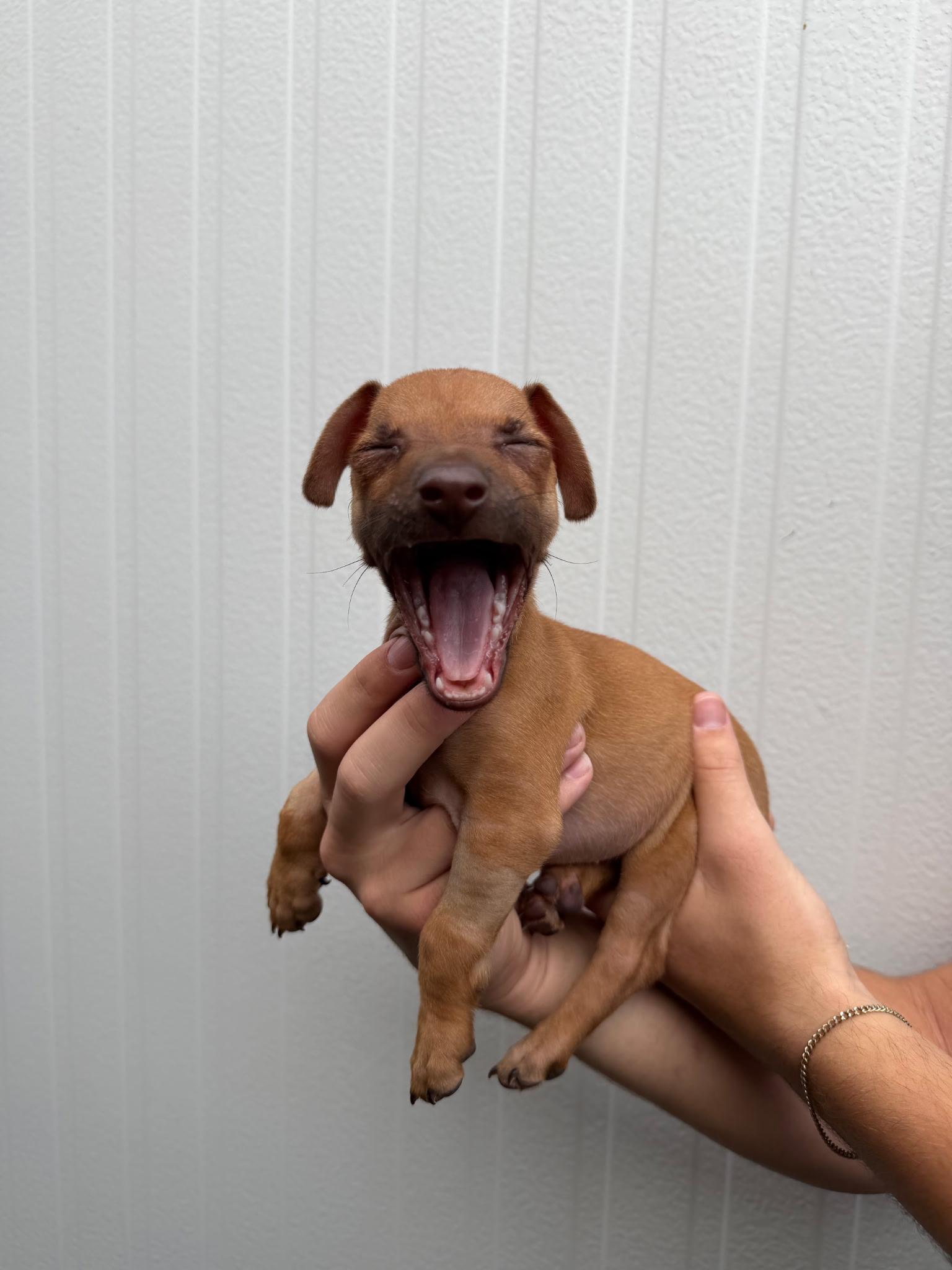 Enlarge Papi, an adopted mixed breed in Peoria, AZ image 3/6