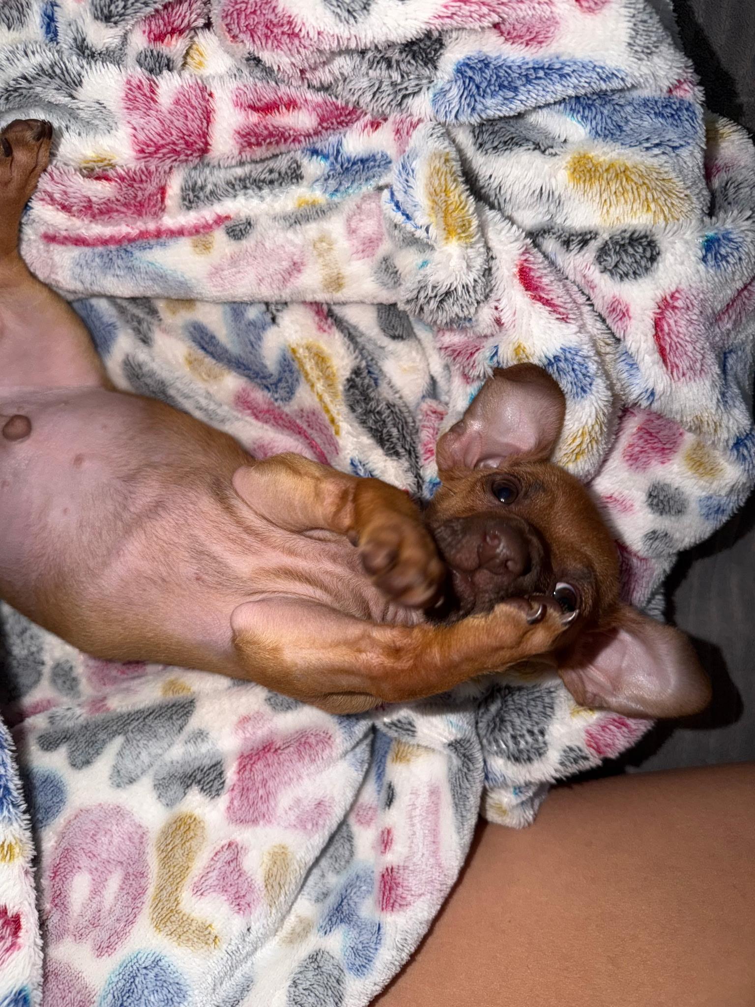 Enlarge Papi, an adopted mixed breed in Peoria, AZ image 2/6