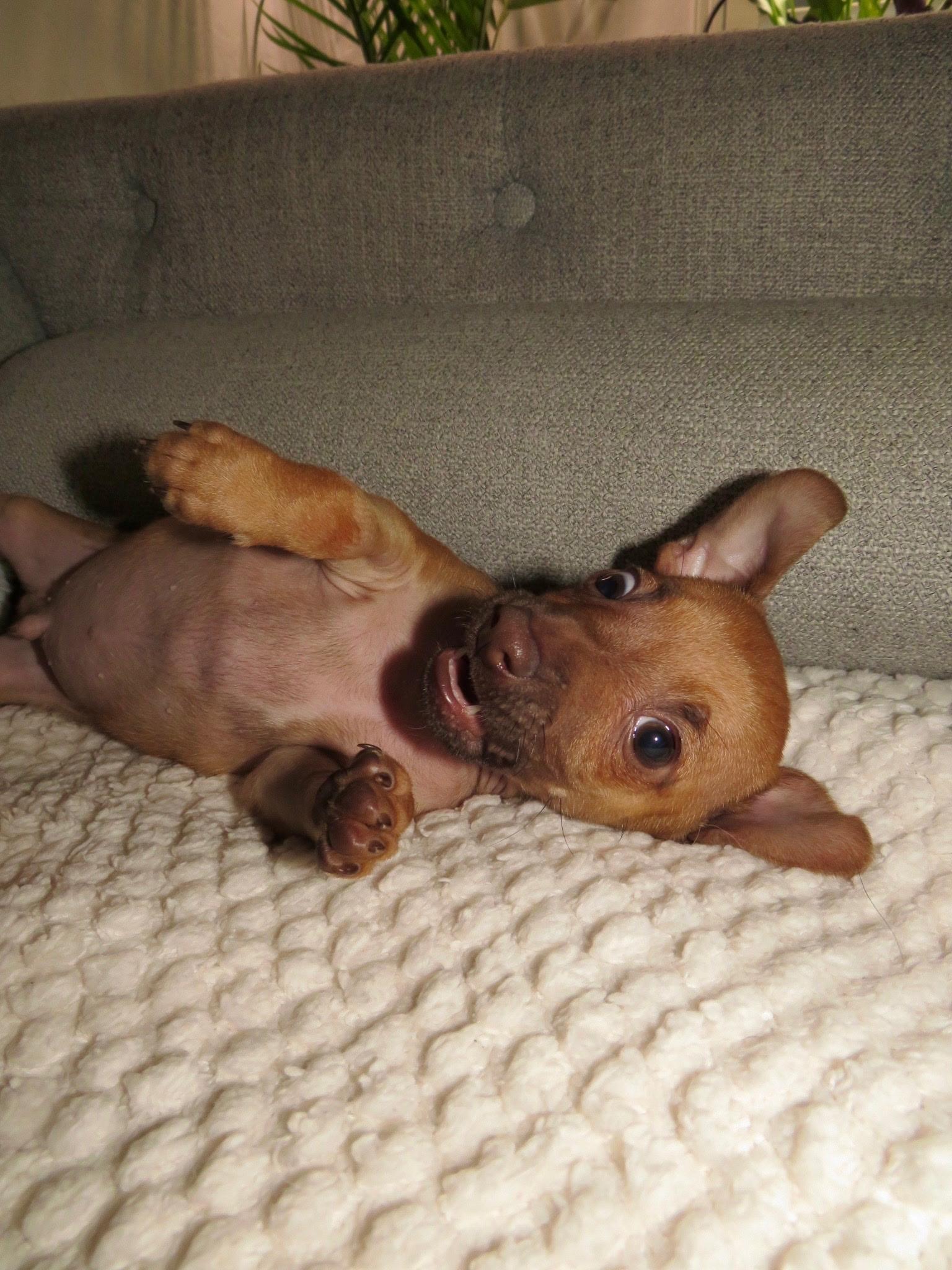 Enlarge Papi, an adopted mixed breed in Peoria, AZ image 4/6