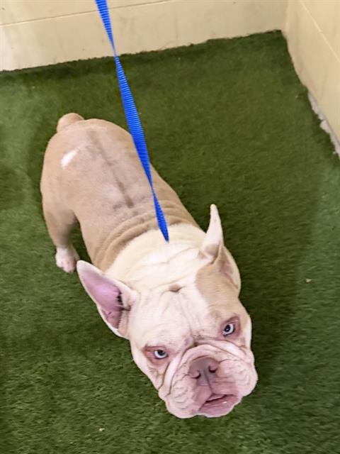 Enlarge A1254268, a Adoptable mixed breed in Winter Haven, FL image 1/1