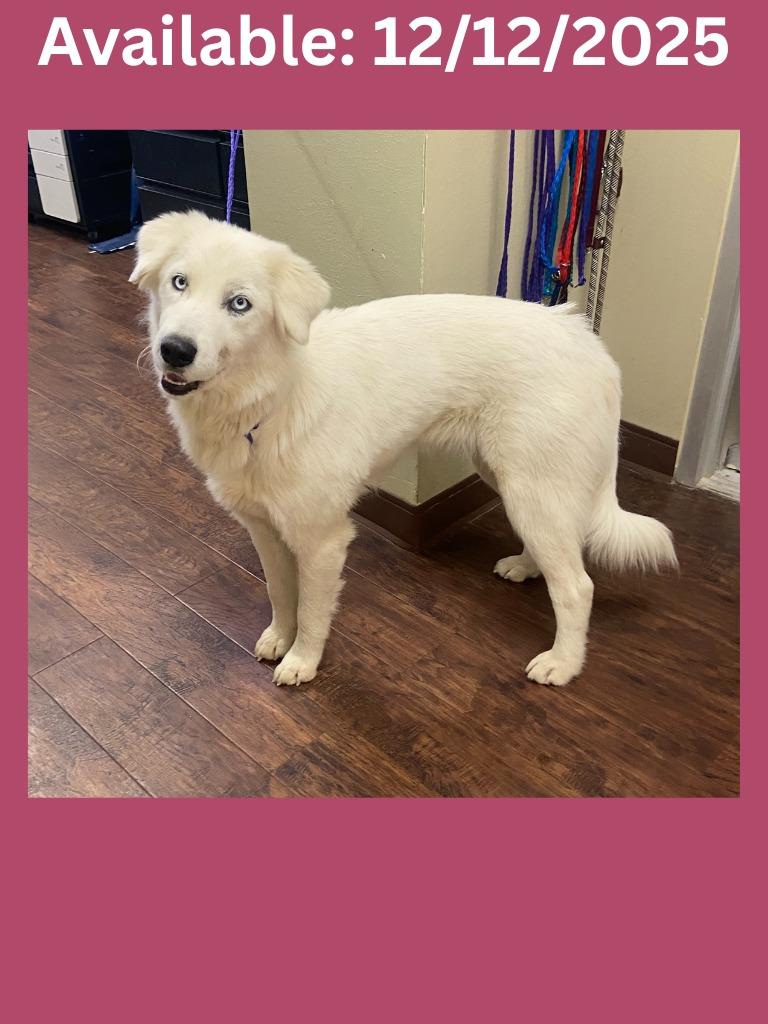 Dog Kennel # 3, Adoptable, Adult Female Husky & Great Pyrenees.