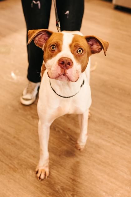 Enlarge Henrietta, a Adoptable Mixed Breed in Clementon, NJ image 1/3