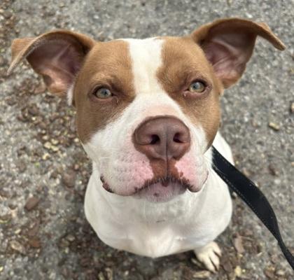 Enlarge Henrietta, a Adoptable Mixed Breed in Clementon, NJ image 2/3