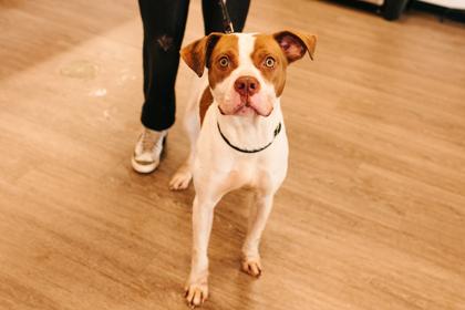 Enlarge Henrietta, a Adoptable Mixed Breed in Clementon, NJ image 3/3