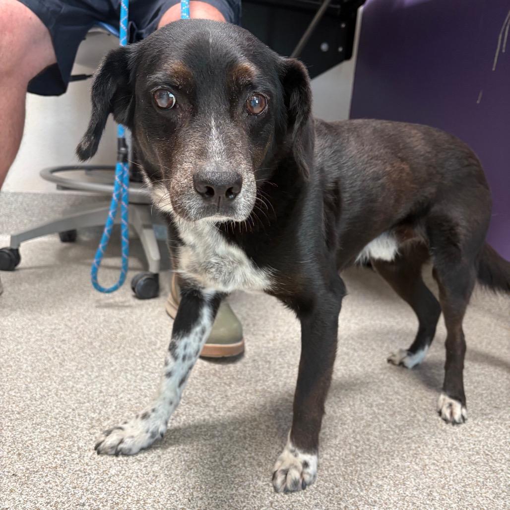 Enlarge Doky, a Adoptable mixed breed in Englewood, FL image 1/1