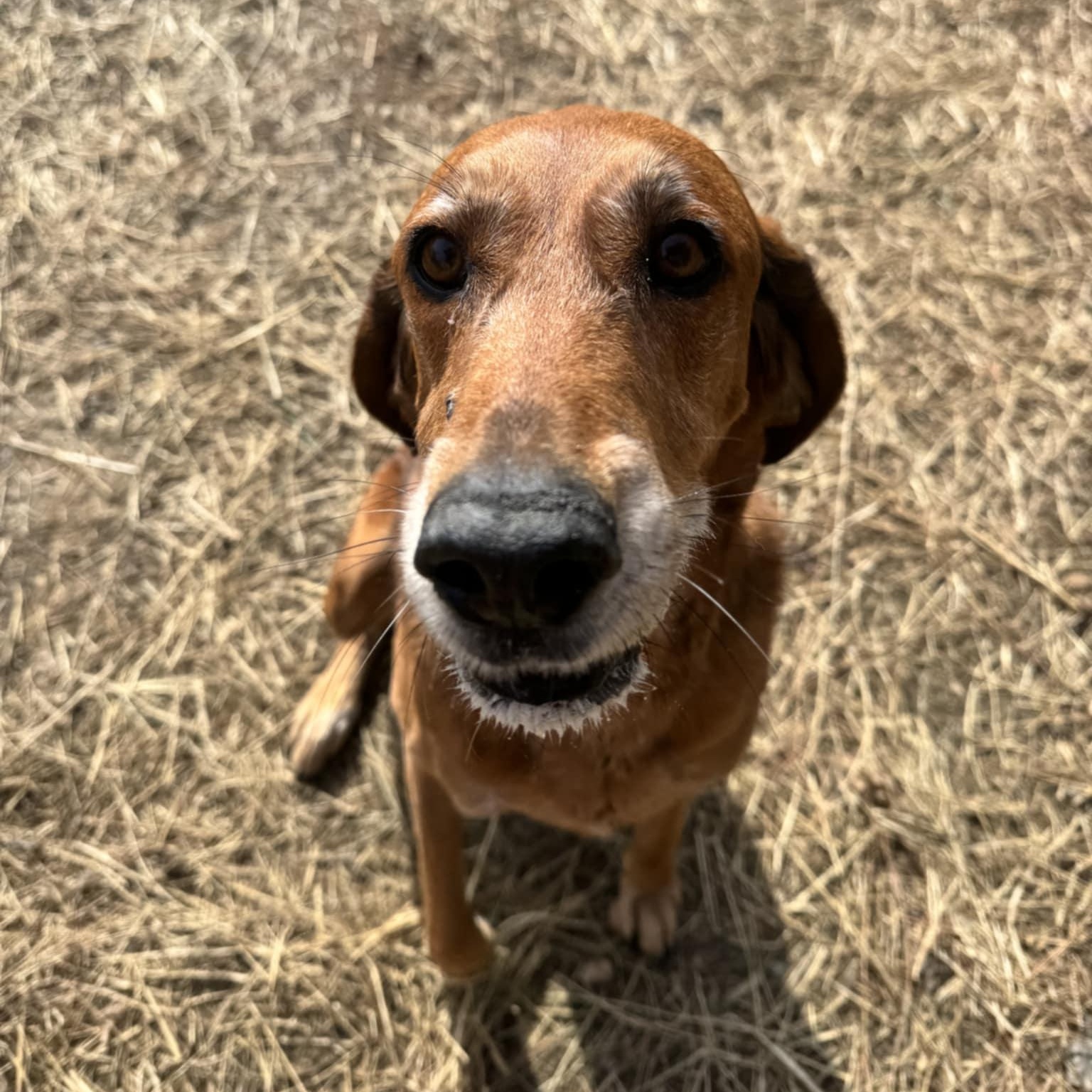 Grace, adopted, Adult Female Hound.