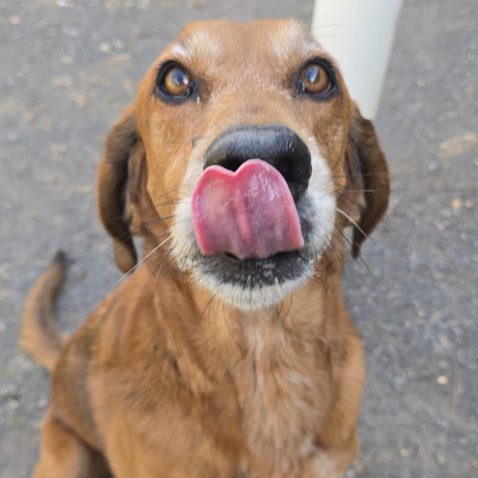 Grace, an adopted Hound in Orange, VA image 2/5