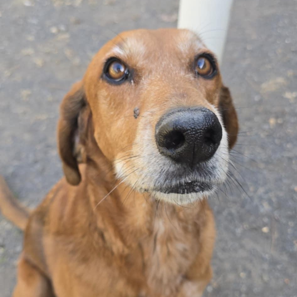 Grace, an adopted Hound in Orange, VA image 3/5
