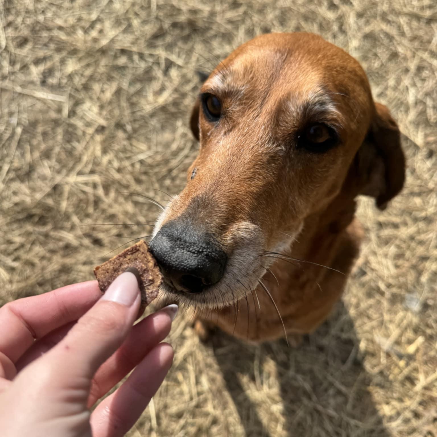 Grace, an adopted Hound in Orange, VA image 4/5