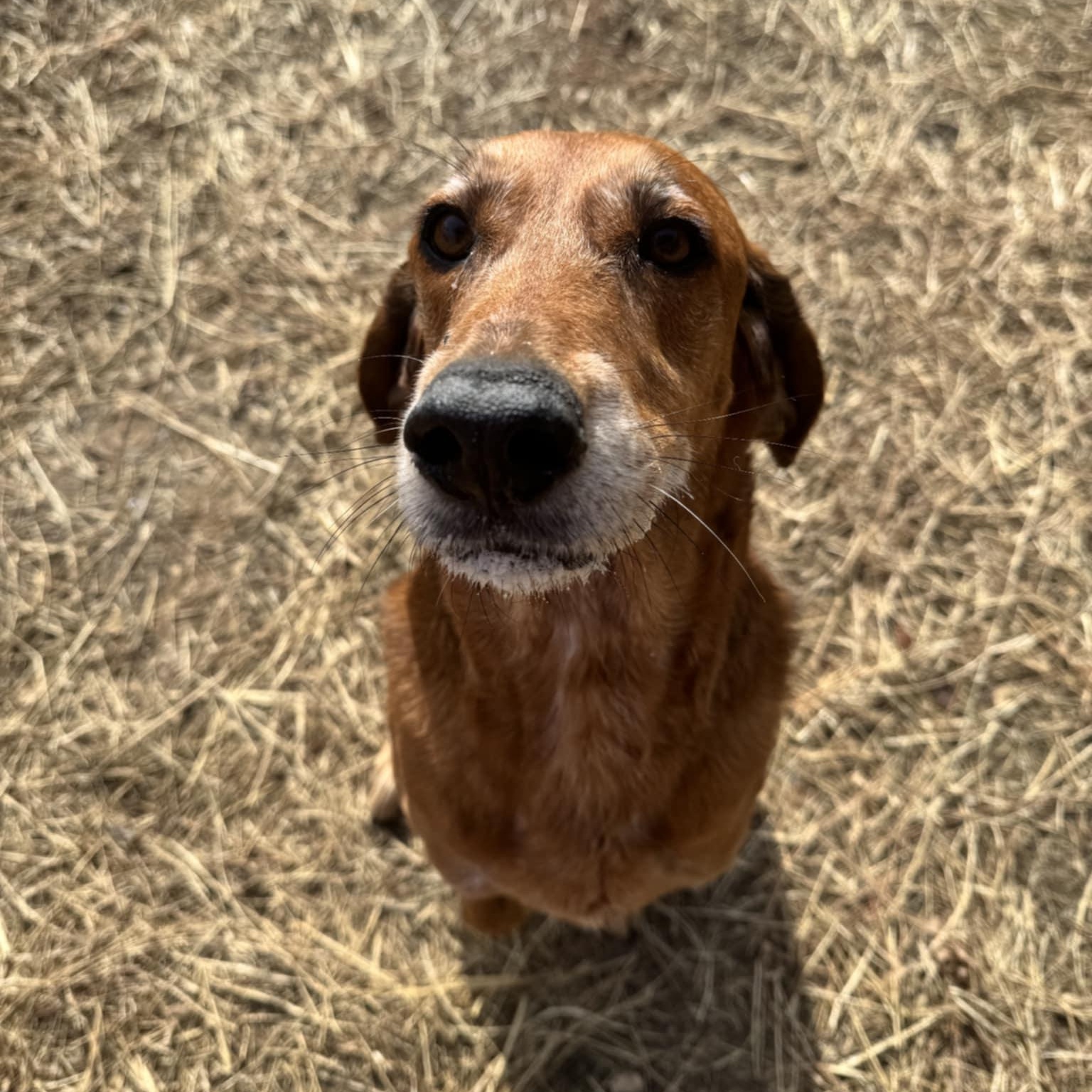 Grace, an adopted Hound in Orange, VA image 5/5
