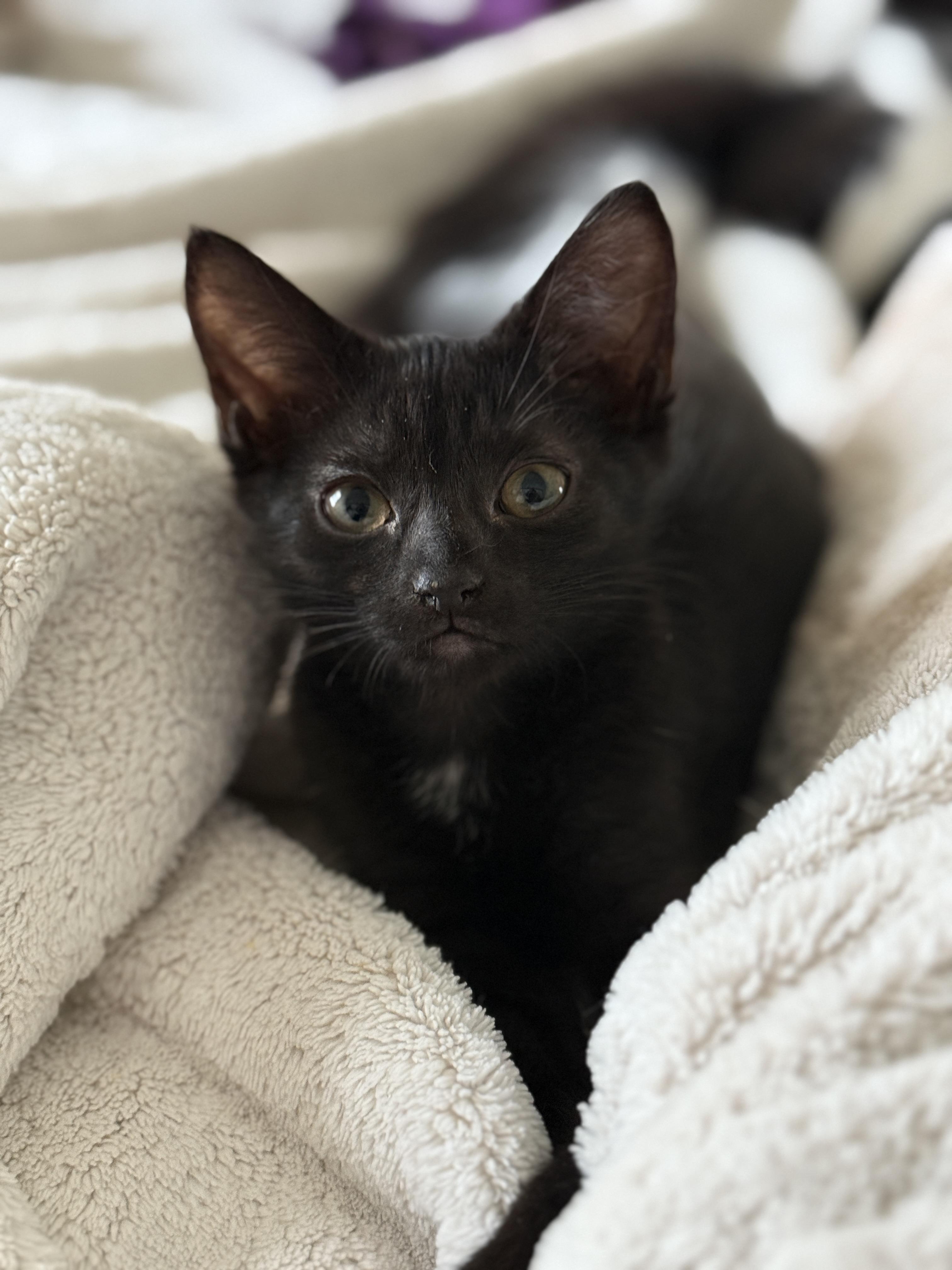 Ista, Baby Female Domestic Short Hair