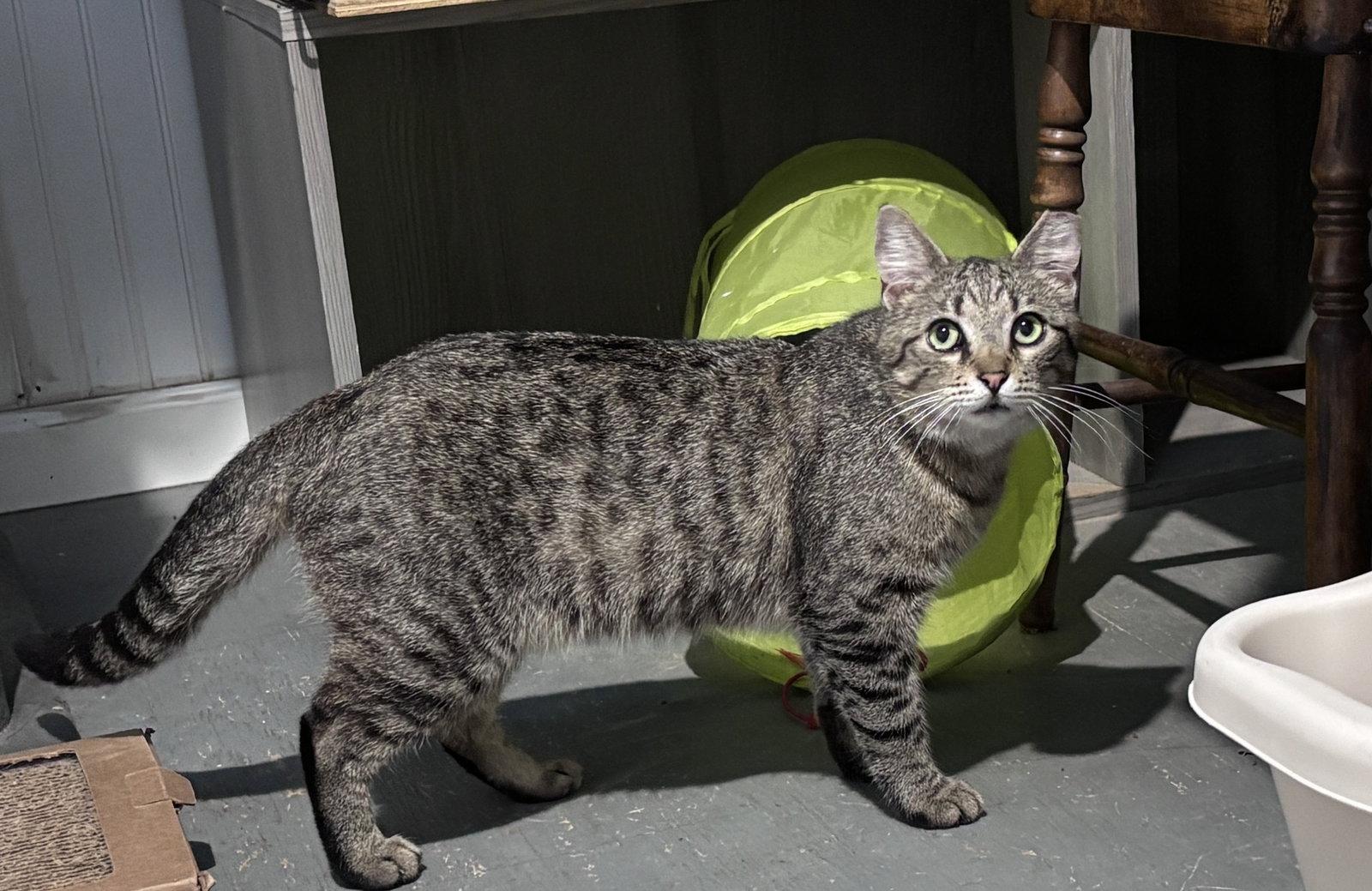 Simon, Adopted, Adult Male Domestic Short Hair.