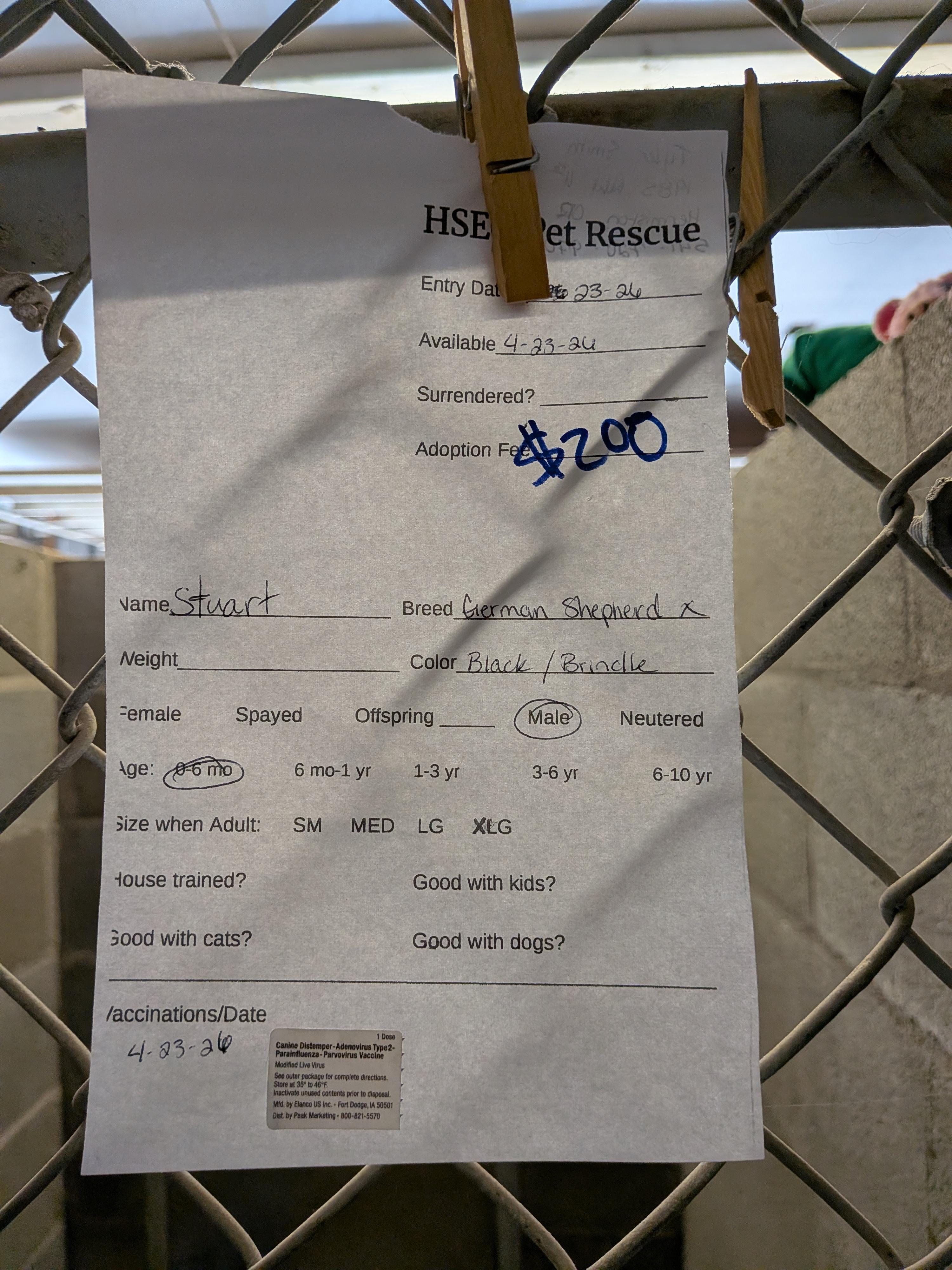 Enlarge Stuart , an adopted mixed breed in Hermiston, OR image 2/2