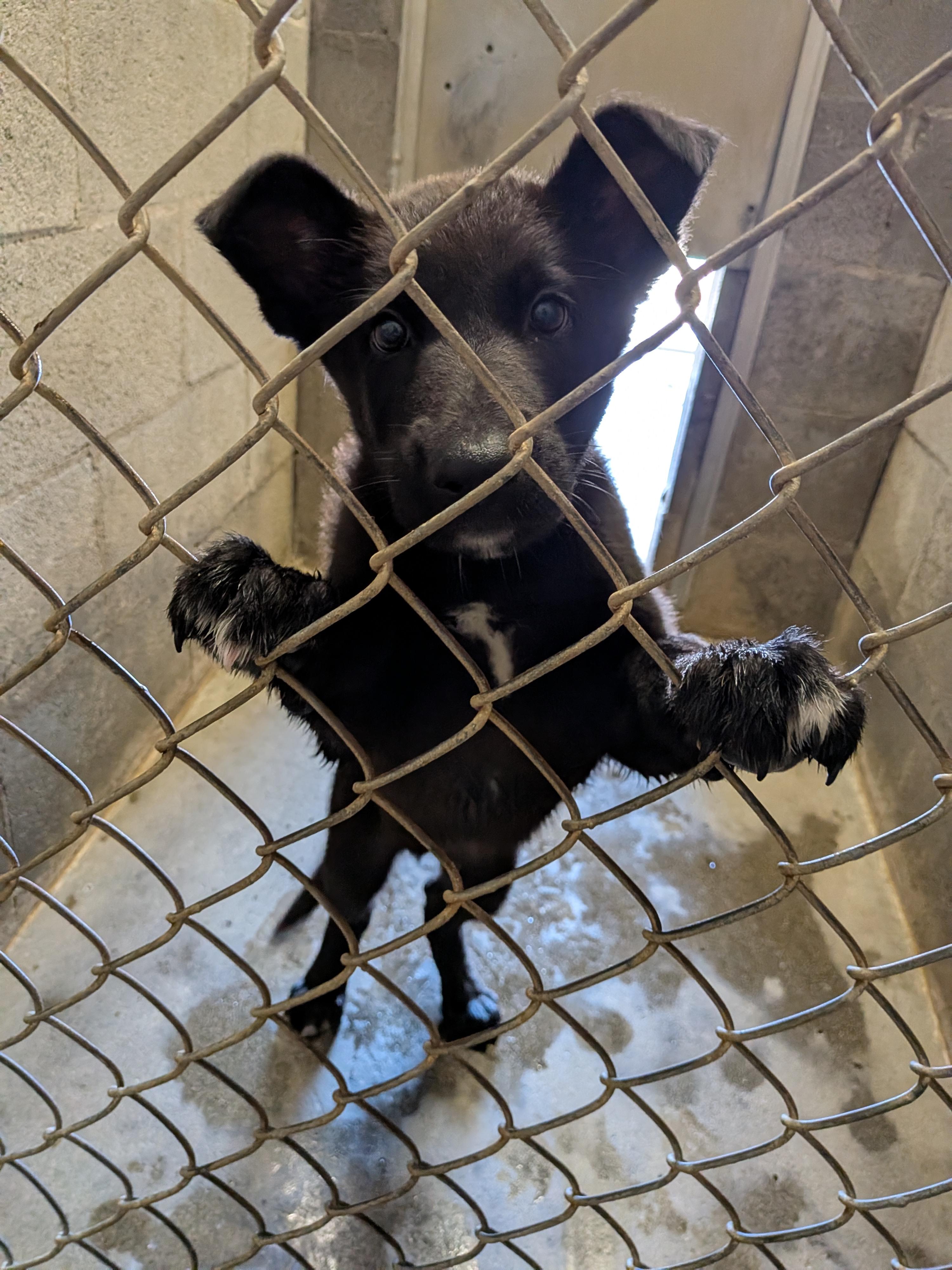 Stuart , adopted, Puppy Male German Shepherd Dog.