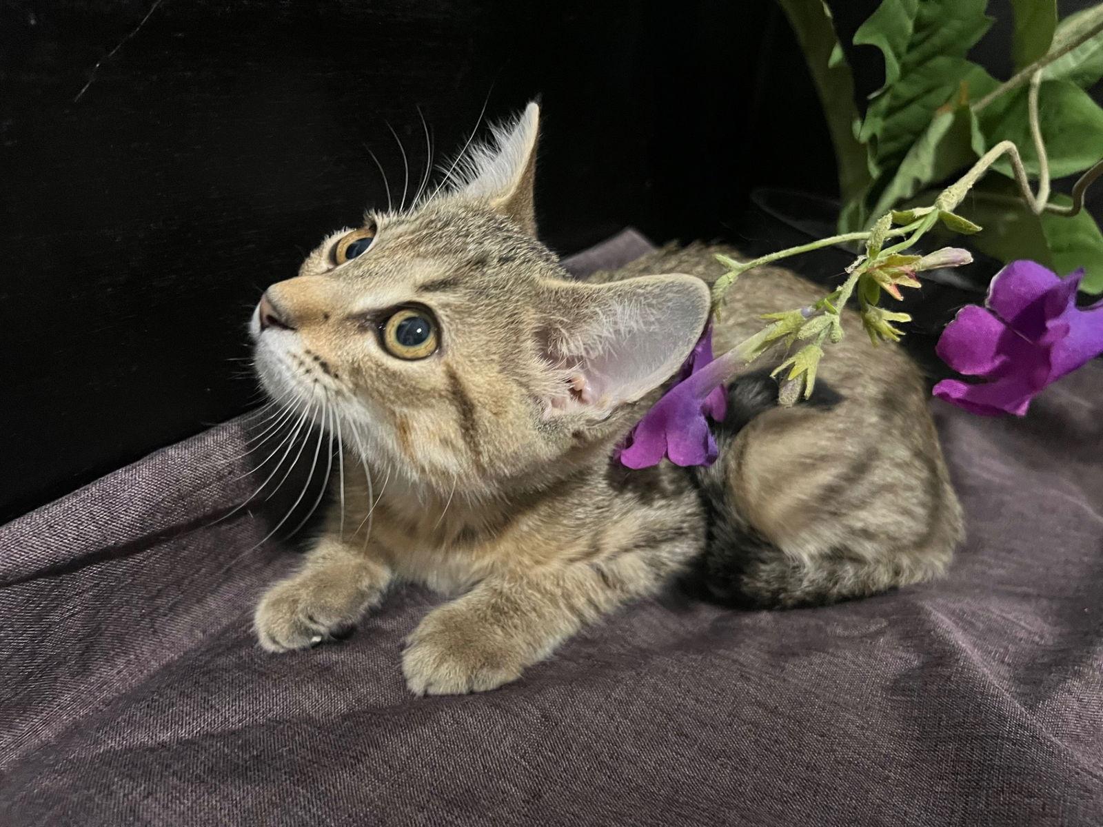 Enlarge Muffin, a Adoptable mixed breed in Fayetteville, GA image 1/3