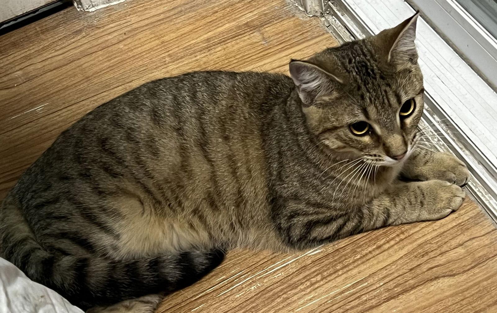 Muffin, a Adoptable mixed breed in Fayetteville, GA image 1/3