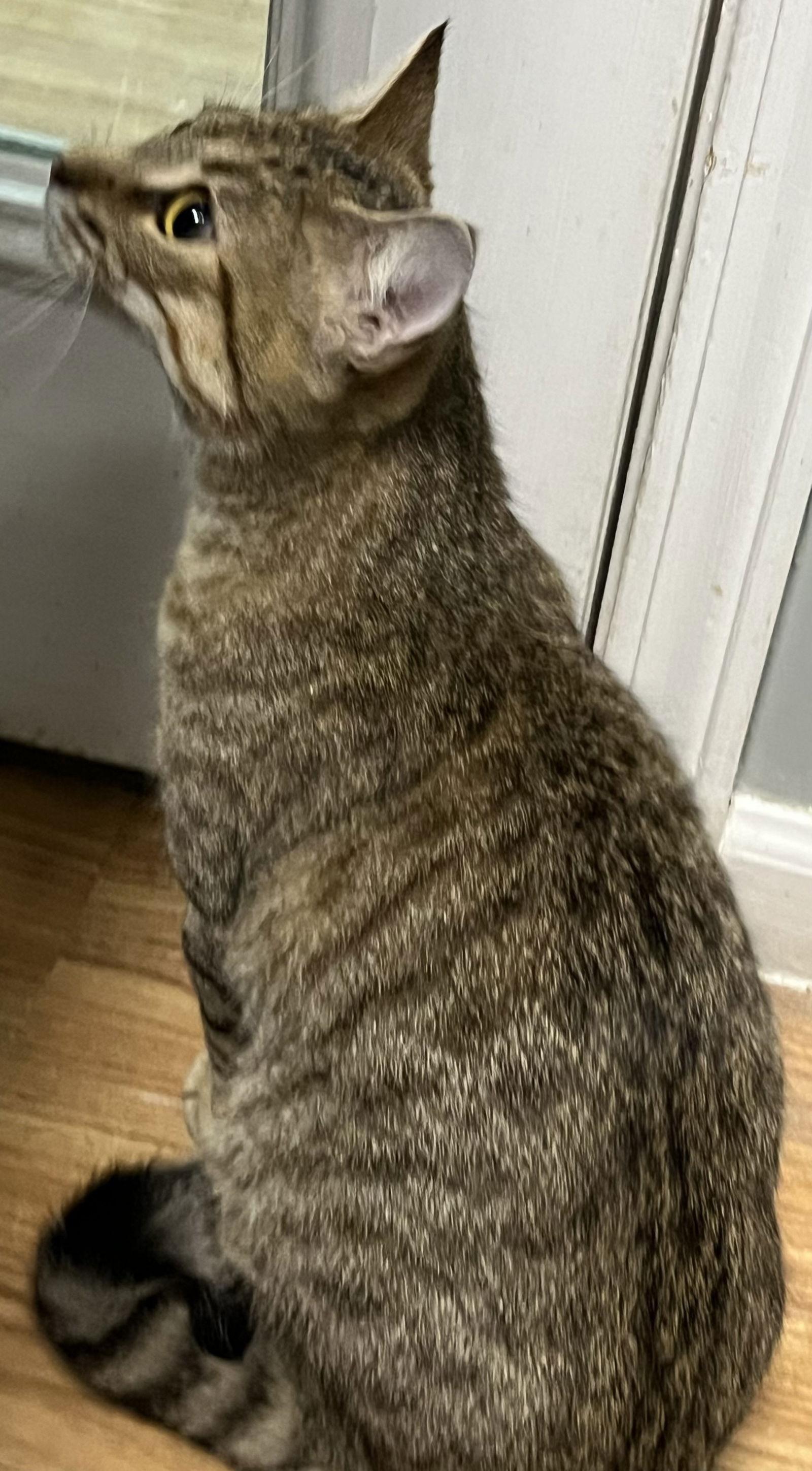 Muffin, a Adoptable mixed breed in Fayetteville, GA image 2/3