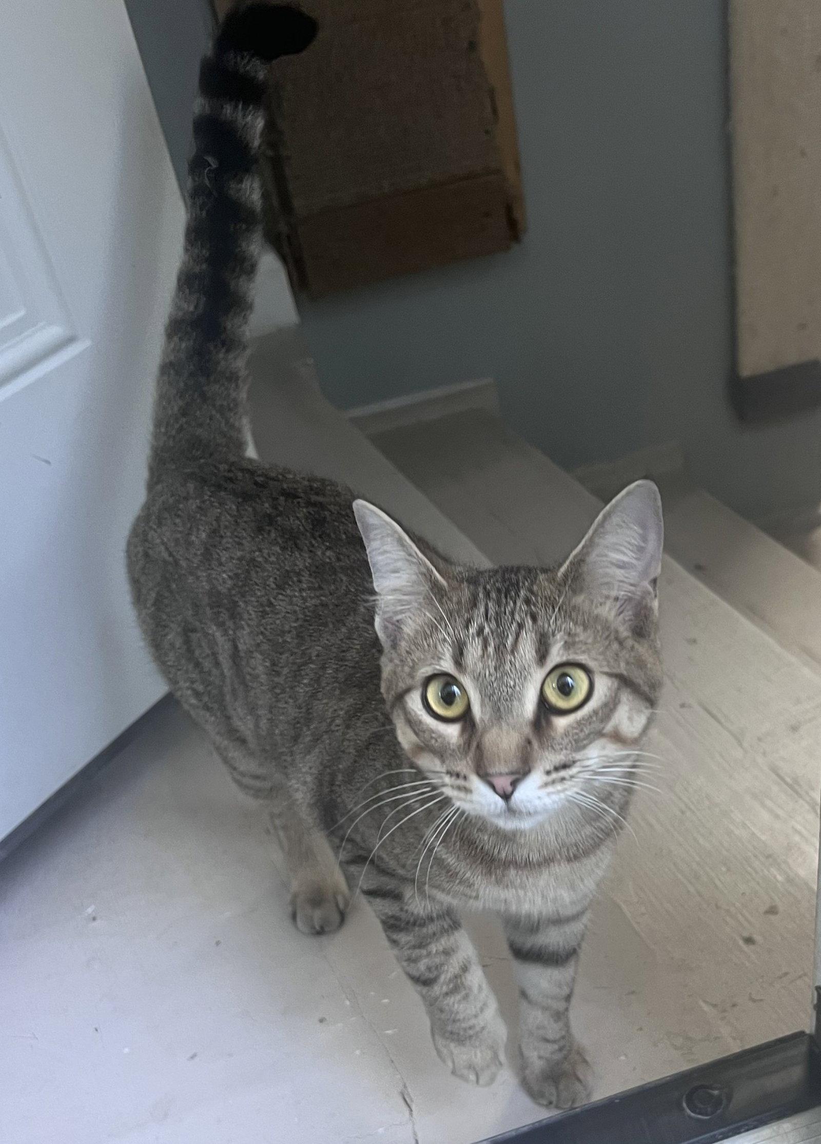 Muffin, a Adoptable mixed breed in Fayetteville, GA image 3/3